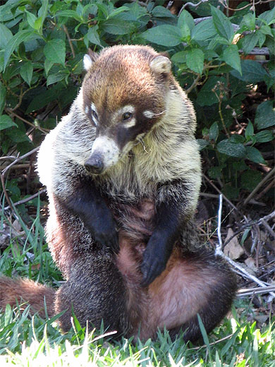 Coati Coati
