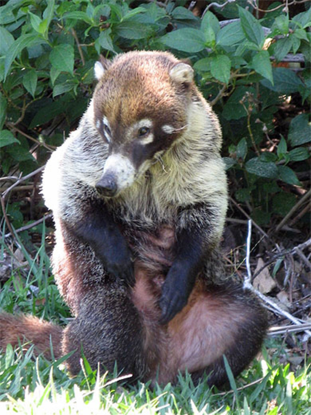 Coati