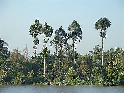 Végétation luxuriante du delta du Mékong