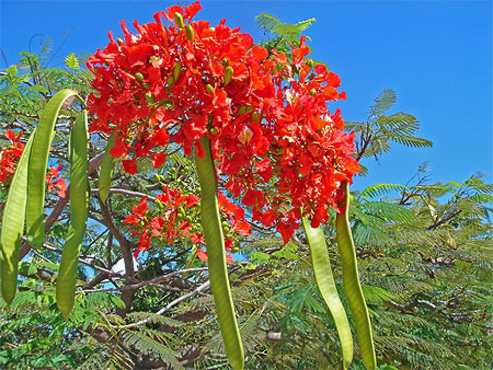 Fleur de flamboyant