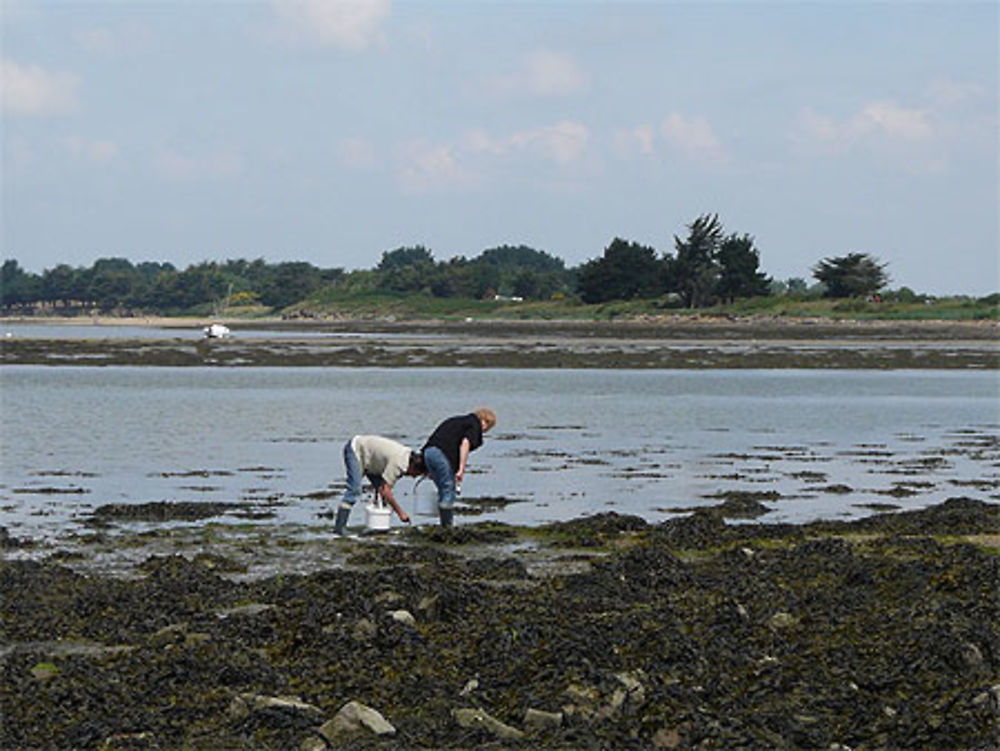 Pêche aux coquillages