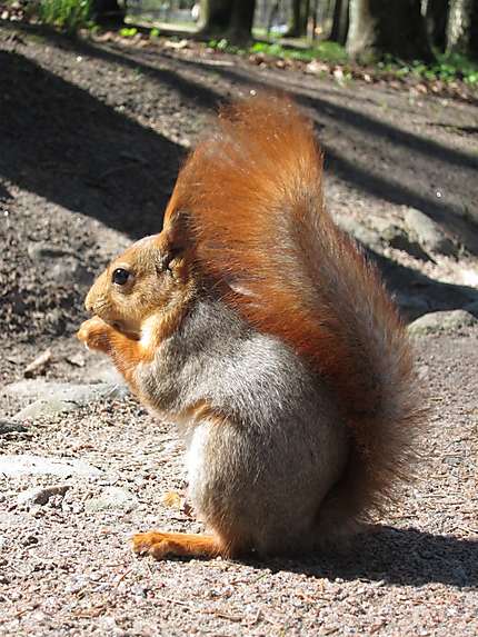 Un écureuil, Pavlovsk