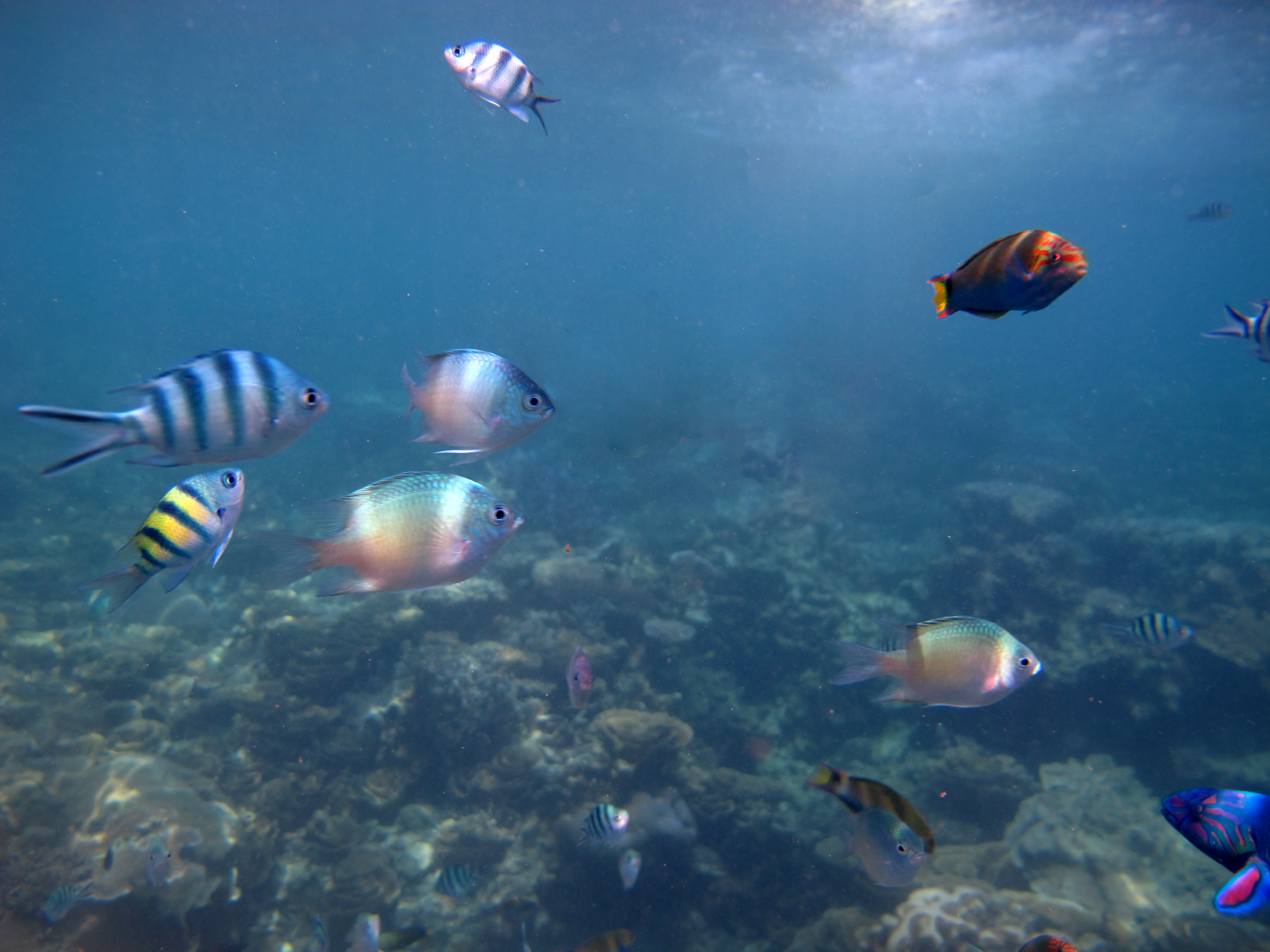 Karimunjawa Fish Karimunjawa Fish