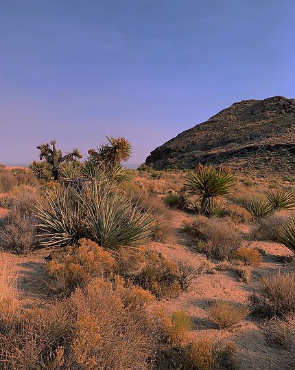 Désert Mojave