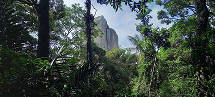 Forêt de Tijuca (Rio de Janeiro)