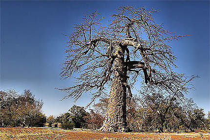 Banfora photo, fabuleux baobab