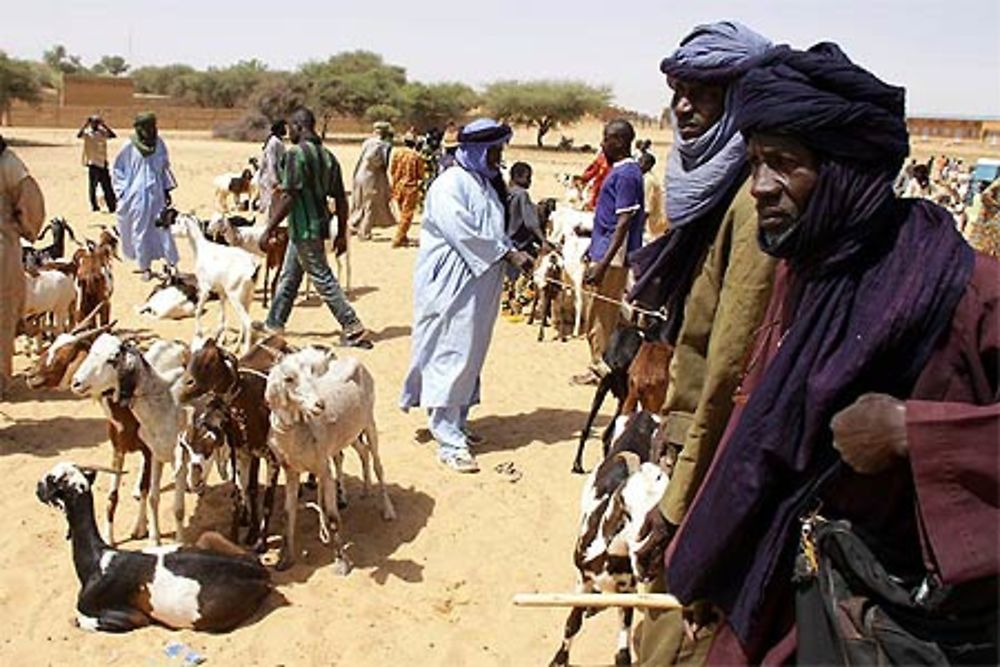 Marché aux bestiaux, Sahel