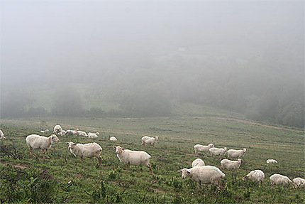Brusque brouillard au col de la madeleine