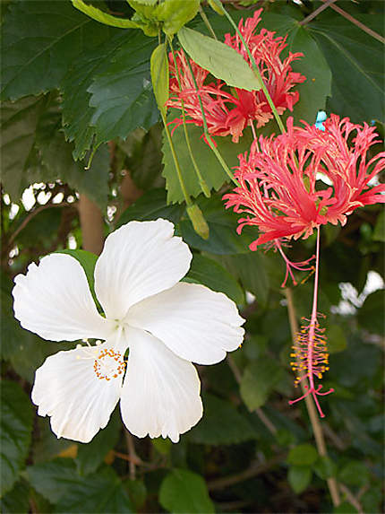 Ibiscus blanc et dentelle 