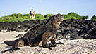 &Eacute;quateur : les Gal&aacute;pagos, une faune et une flore d&rsquo;exception