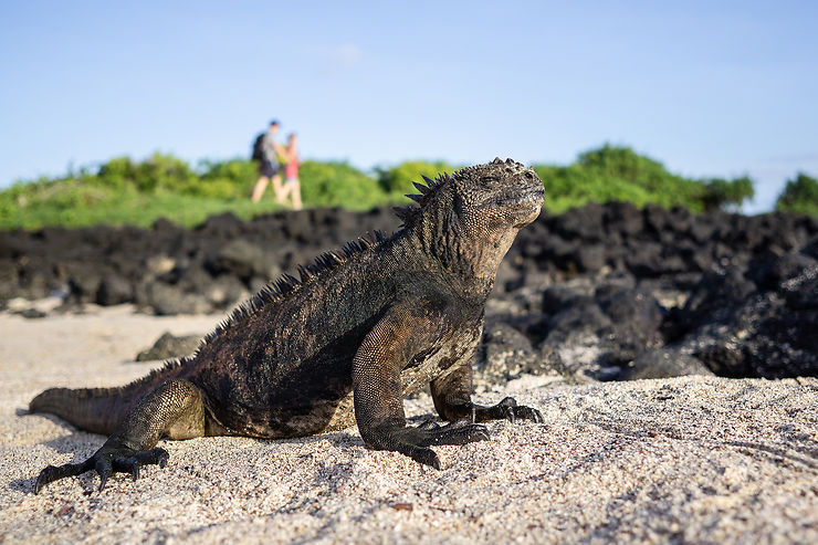 Équateur : les Galápagos, une faune et une flore d’exception