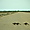 Course de suricates sur les routes d'Etosha !