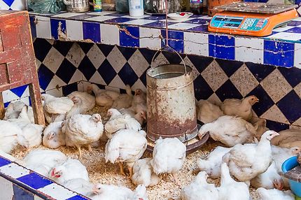Essaouira, Souk Jdid, L'échoppe des poules