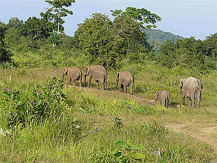 Eléphants au parc de Minneriya