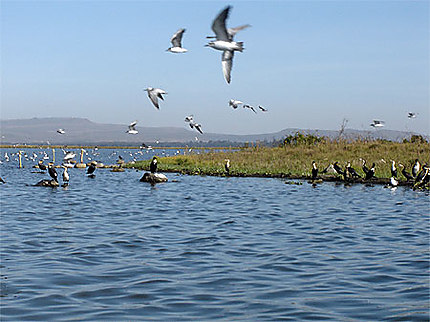 Envol sur le lac Naivasha