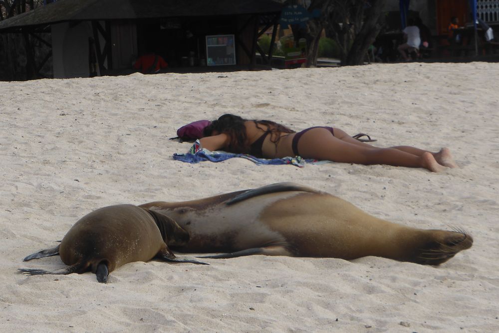 Bronzage sur une plage des Galapagos