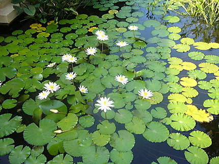Bassin de lotus