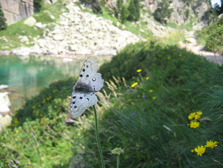 Fleur-papillon dans le Val d'Aran
