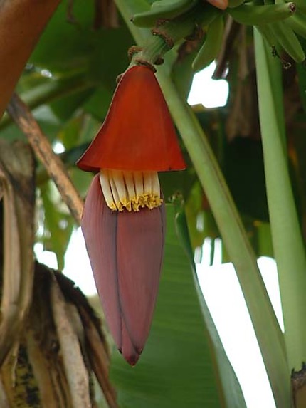 Fleur de banane