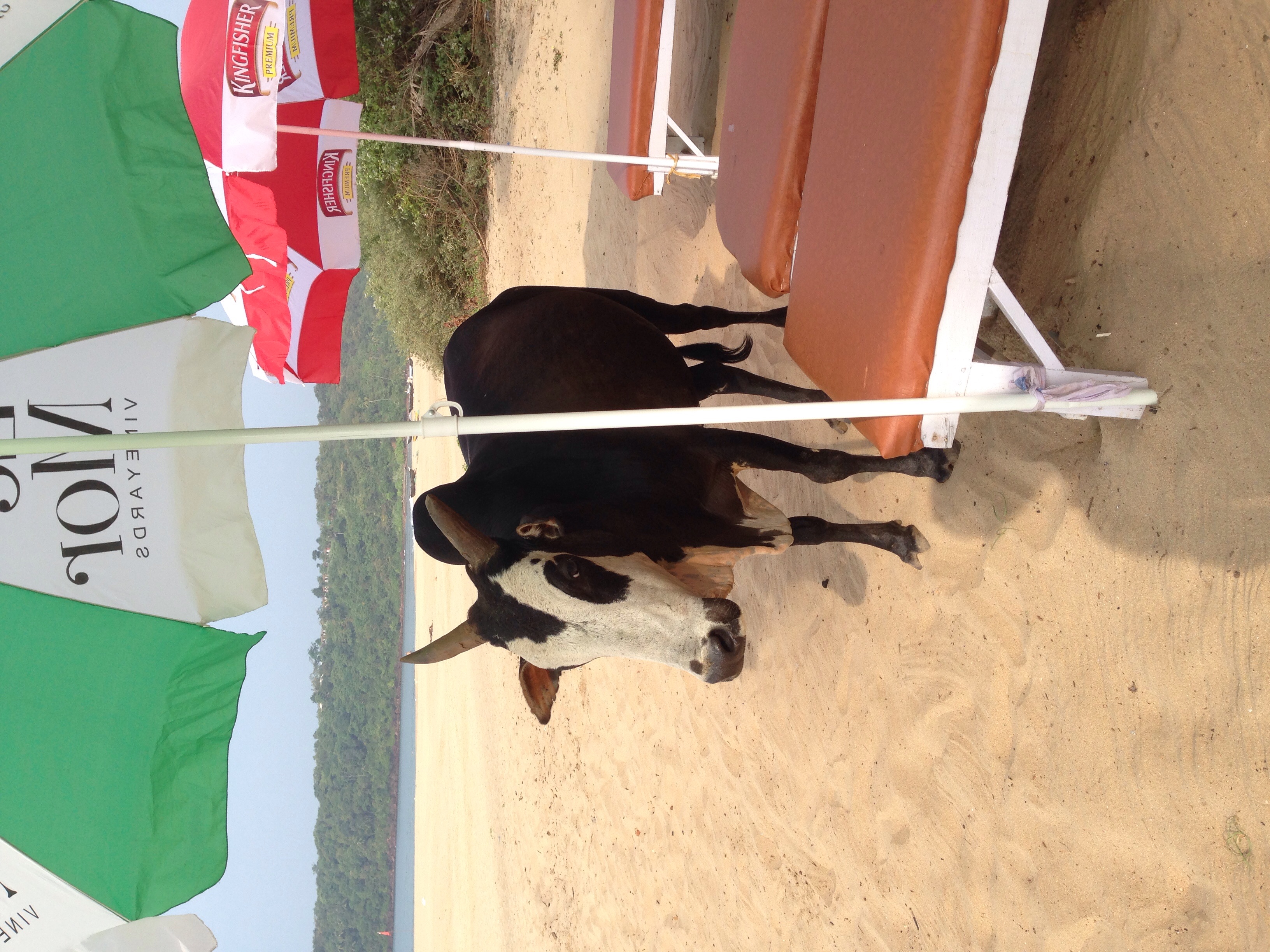 Ici il y a des vaches partout !