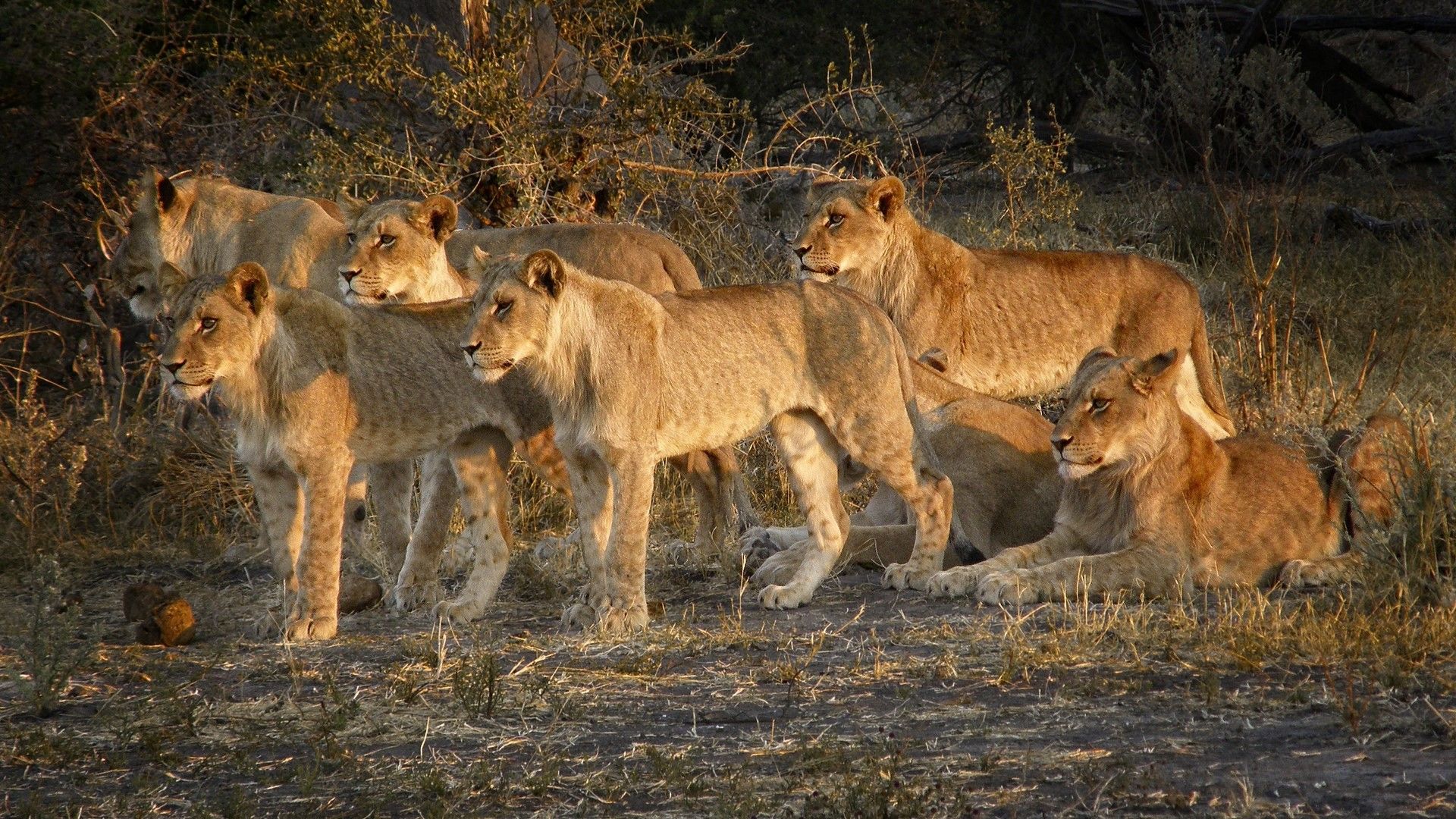 Lionnes du Bostwana