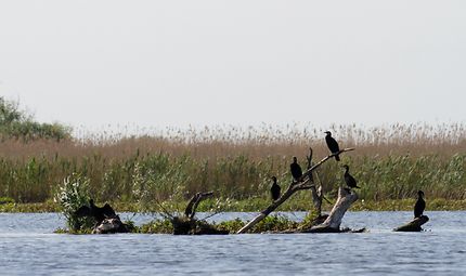 Cormorans du Delta du Danube