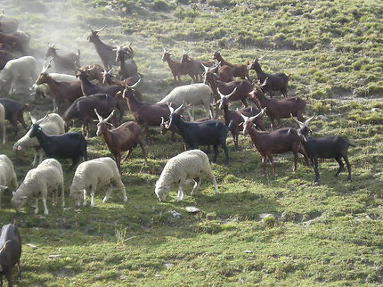 Troupeau de moutons et de chèvres, Cime de Bonette