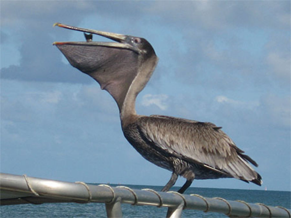 Pélican gourmand