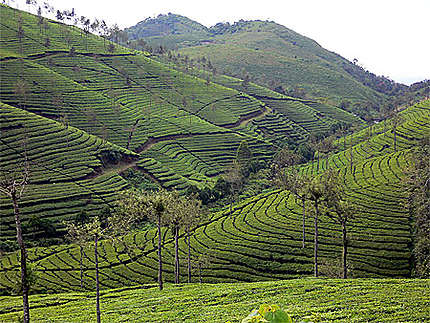 Plantations de thé entre Peryar et Kumarokum