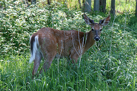 Parc national des Îles-de-Boucherville Parc national des Îles-de-Boucherville