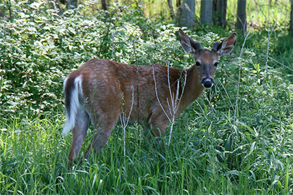 Parc national des Îles-de-Boucherville