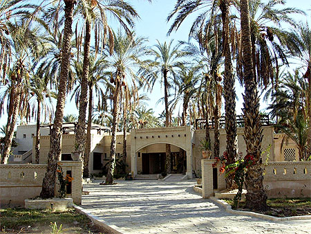 Eden palm Eden palm