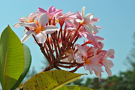 Fleur de frangipanier