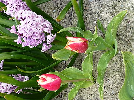 Les tulipes plus rares font partie de la fête 