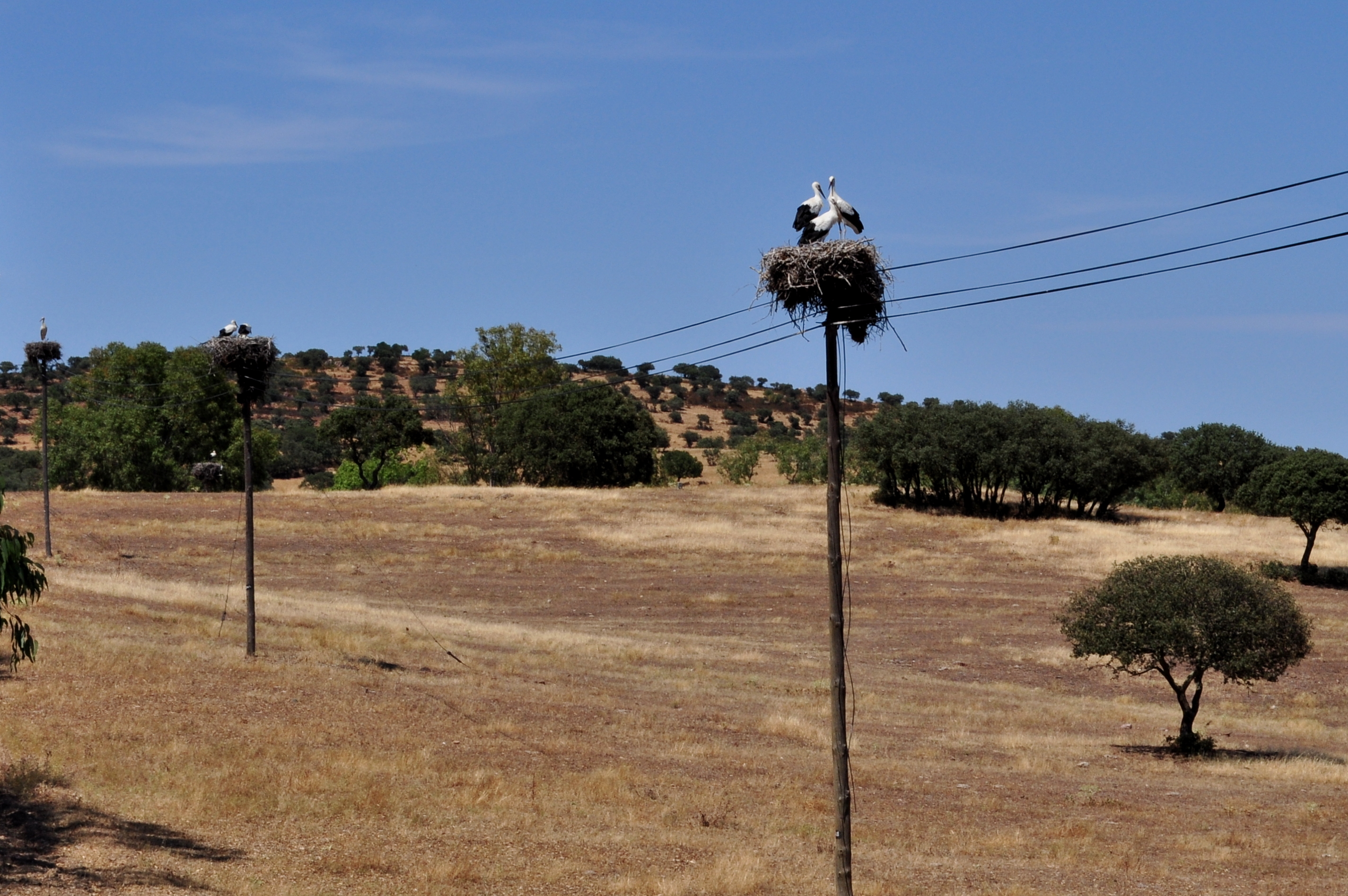 Dans la campagne de l'Alentejo Dans la campagne de l'Alentejo