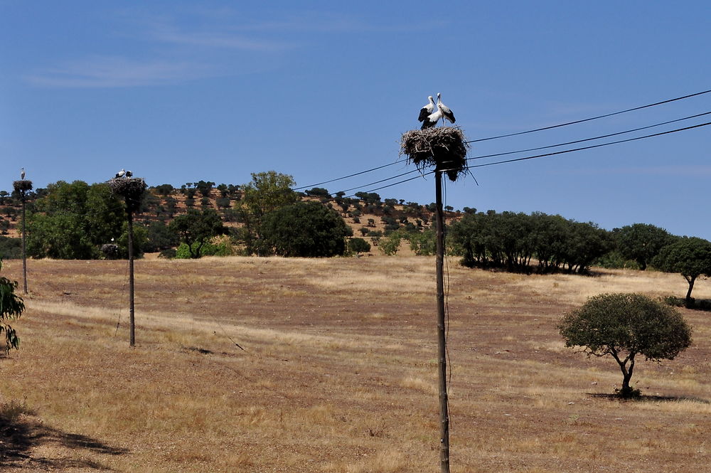 Dans la campagne de l'Alentejo