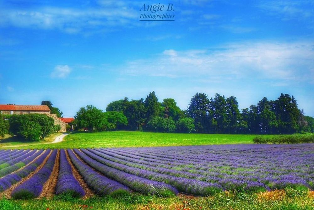 Champs de lavande en Provence 