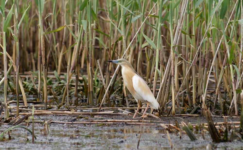 Echassier dans le Delta du Danube