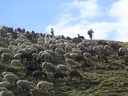 Le troupeau et les bergers, Cime de la Bonette