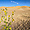 Flowers in desert