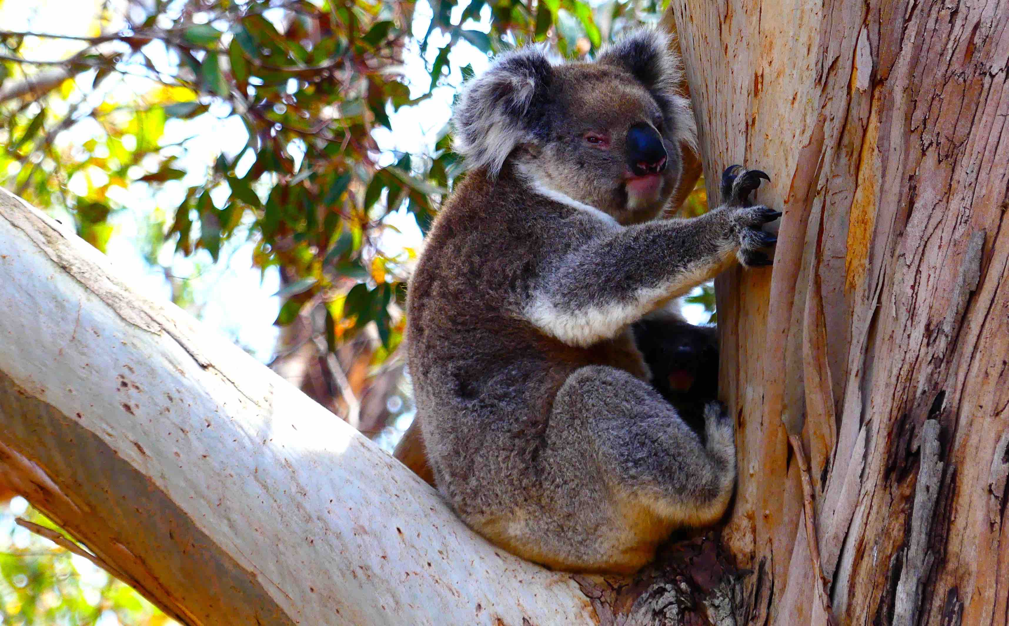Hanson Bay Widlife Sanctuary - Koalas Hanson Bay Widlife Sanctuary - Koalas