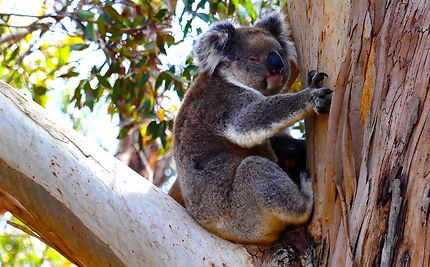 Hanson Bay Widlife Sanctuary - Koalas