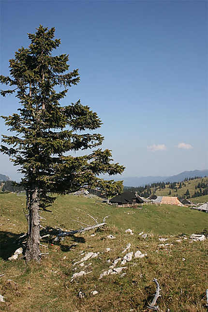 Velika Planina (Haute-Carniole)