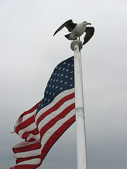 Mouette saluant le drapeau des USA
