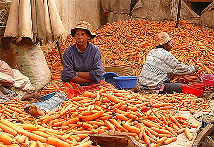 Envie de carotte?