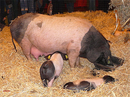 Petits cochons basques Petits cochons basques