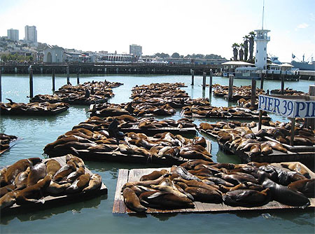 Des Otaries Des Otaries