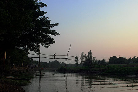 Pont de singe dans le delta Pont de singe dans le delta