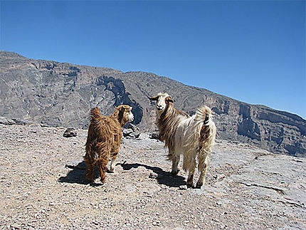 Des chèvres sur Djebel Shams