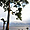 Adiaké arbre et bord de lagune